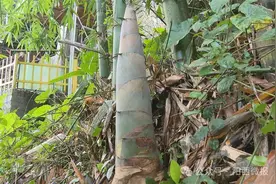 阳江：东水“笋野”上市深受市场青睐图片