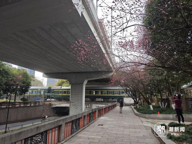 红梅与火车同框，杭州这处“限时款”美景又来了，有人从上海赶来打卡