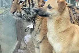 兰陵一动物园小黄狗在虎区淡定休息，园区：他们是青梅竹马图片