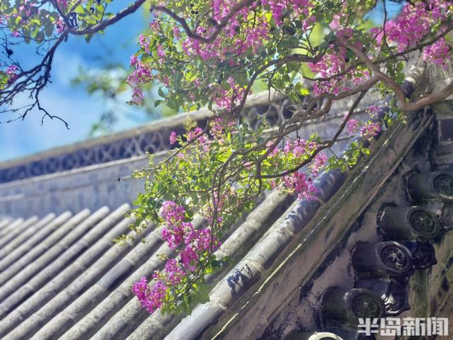 崂山明霞洞百年紫薇盛放，古木繁花绘就盛夏画卷