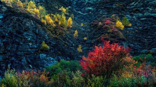 红红红了！红叶最佳观赏期已至！游玩安全记心中→