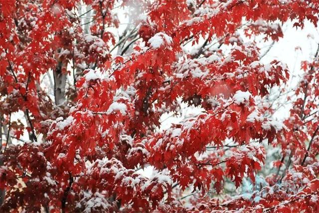 哈尔滨17日再迎降雪，五花山色映白雪宛如童话