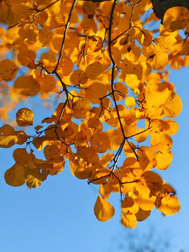 色彩缤纷，层林尽染，百望山秋景如画