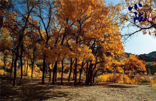 酒泉阿克塞多坝沟胡杨峡　隐藏着大西北的极致秋色