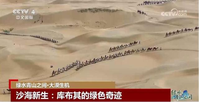中国治沙开挂：光伏锁沙 苜蓿生金