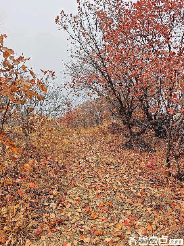 立冬首周末雨润章丘：红山翠谷赏红叶，仙境啊～