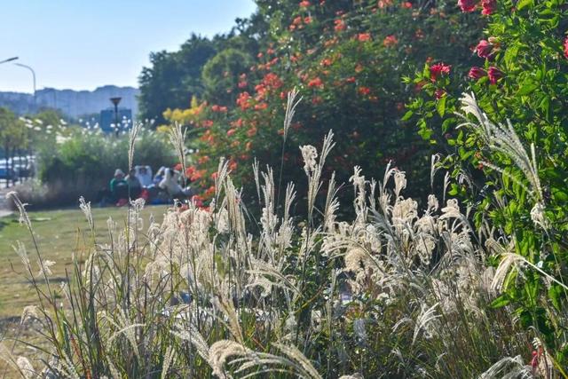 汕头碧道：绘就冬日生态长卷