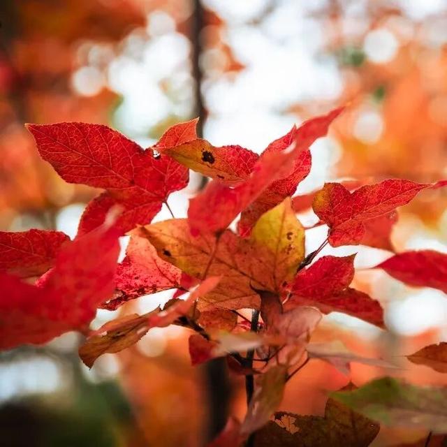 去有“枫”的地方，团风大崎山“枫”景正好！