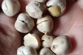 舌尖上的文化|鹰嘴豆图片
