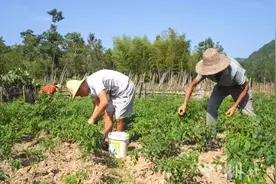【你有好货 我来吆喝】又香又辣！崇阳县雨山村百余亩辣椒喜获丰收图片