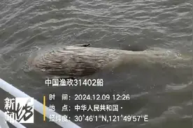 杭州湾水域，发现大型不明生物！已确认它是……图片