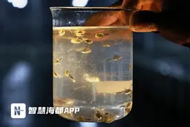 8000万尾！连江大黄鱼喜“添丁”！图片