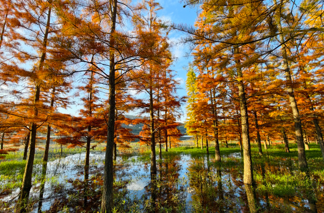 解锁冬日专属浪漫  三家村水库水杉林如诗如画