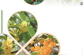 合肥城里桂花香（一朵花读懂一座城）图片