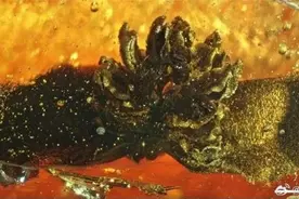这朵梅花，绽放在1500万年前！图片