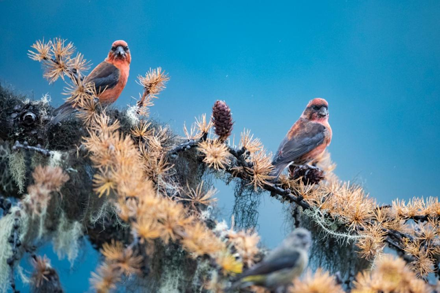 冬韵如诗！云南碧塔海静谧灵动