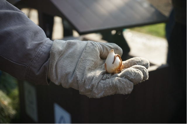 太子湾郁金香开种！新看点剧透，还有宠粉福利：同款种球免费送