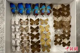 济南海关查获近800只蝴蝶标本 65只系濒危物种图片