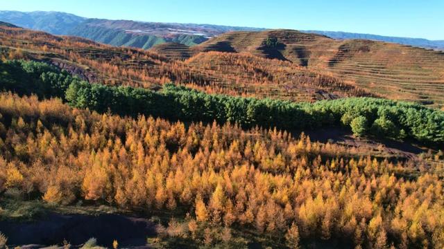 朱提文苑 | 龙树深秋里，山岭铺鎏金