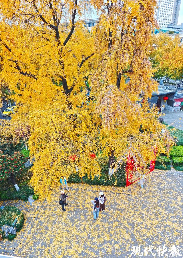 南京这条银杏大道“金色长卷”徐徐展开