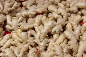 寻鲁味 过大年丨块大皮薄、辣浓味美 莱芜生姜为年夜饭注入灵魂之味图片