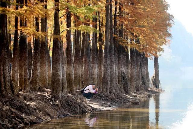 童话之约！义乌“小九寨”水杉林迎最佳观赏期，随手一拍就是壁纸