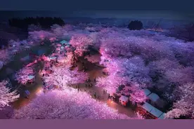 可日夜赏樱！顾村公园樱花岛购票入园攻略来啦图片