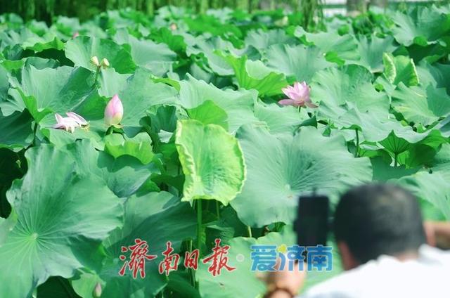 一年四季 泉在济南丨泉城公园“并蒂莲”凋谢，“连体”莲蓬引市民围观