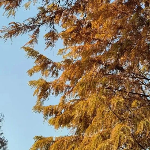南宁冬日顶流变色了，这几个地方的落羽杉美到失语→