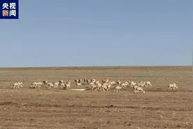 “高原精灵”藏羚羊开启一年一度大迁徙图片