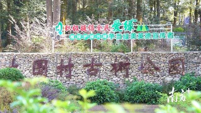 英德：守护绿色“活化石”，擦亮“绿美英德”生态名片