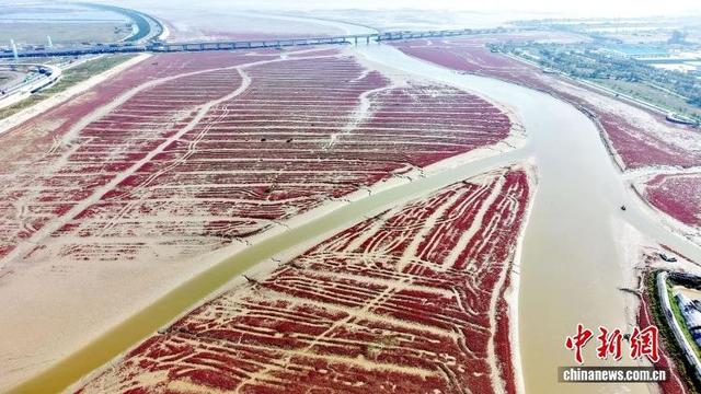 青岛碱蓬草映红海滩