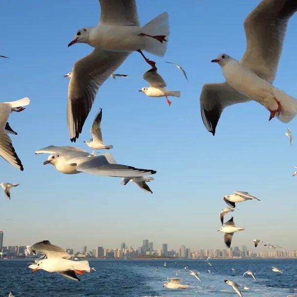 “邂逅青岛初雪、追鸥逐浪”，青岛这里太出片了！