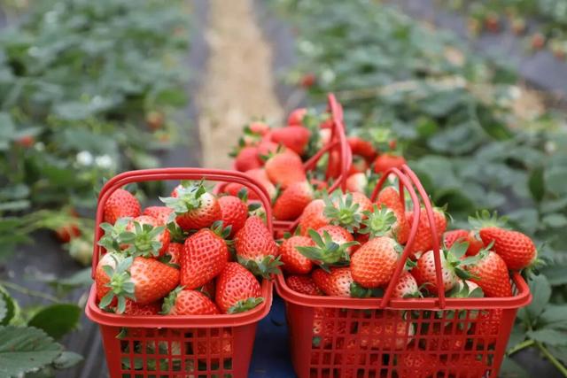 这里的元旦活动，你确定不来吗？