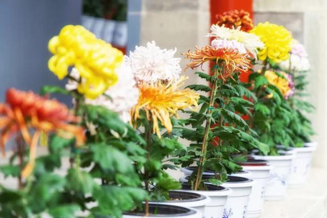 今日开幕！6000余盆菊花绽放，就在海淀这个公园——