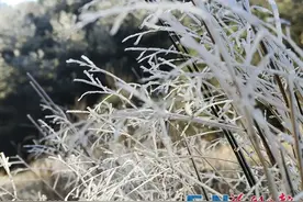 一眼惊艳！福州今日上线雾凇仙境！图片