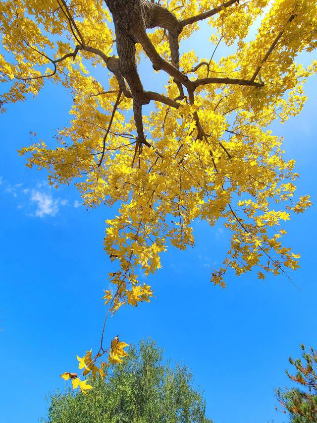 秋天最后一个节气来了，北京到底有多少种颜色？
