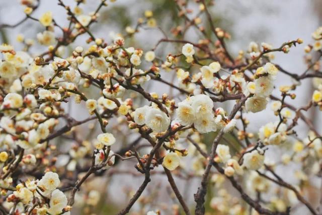 上海市中心超过200株梅花初绽！就在这个免费公园→