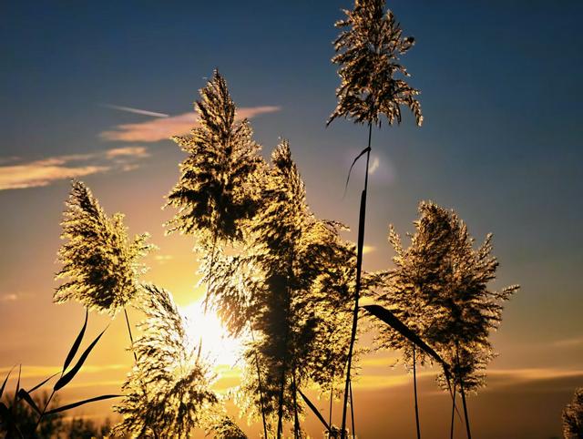 什刹海西海湿地：初冬绝美自然画卷