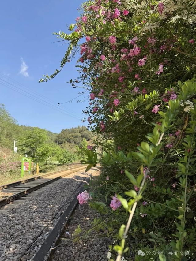 本地人力荐的半日宝藏打卡地！来寻甸自由“森”呼吸~