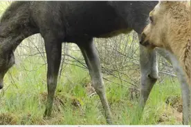 罕见！它们“母子同框”现身图片