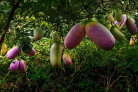 “炸裂”上市！这种水果通便、维生素 C含量高……很多人可能第一次见图片