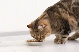 宠物也能在家过年：上门喂养服务火爆，一博主称十天收入近万图片