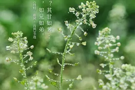 长沙春天里的野菜你都认识吗？图片