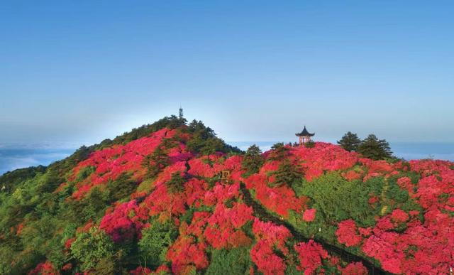 麻城发出“五一”邀约：十万亩杜鹃怒放，八大景区免票