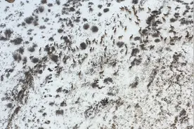 肃北：生态环境持续改善 野生动物数量逐年增多图片