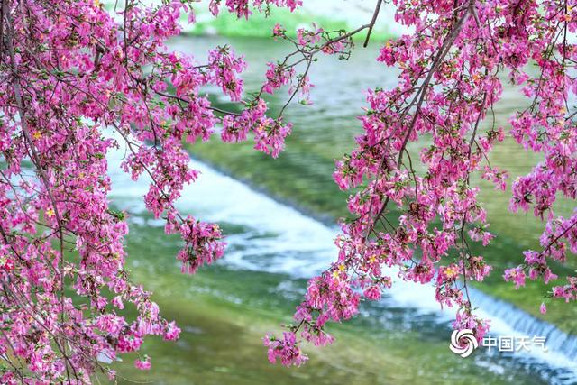云赏花 解锁大美中国里的繁花世界