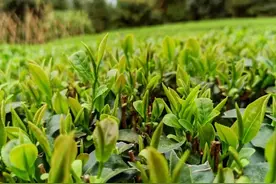 灵山早春茶，唤醒新年春天图片