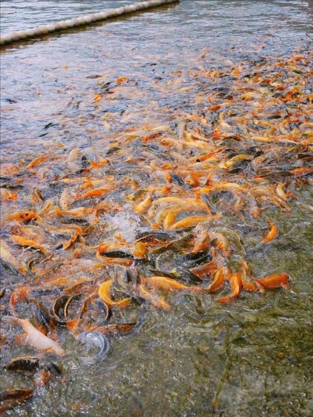 别再说福安没地方玩！会玩的人都去这座小镇“踏溜”了！