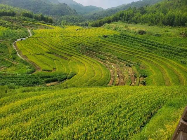 梯田、稻浪、湿地粉黛……在龙岩不必远行，就可“定制”你的手机壁纸~